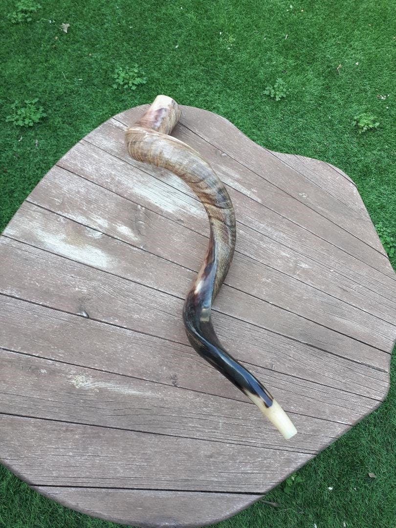 Big Size Shofar Kudu Horn 100-104 Cm Half Polish
