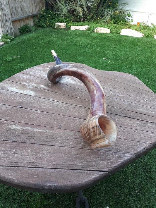 Big Size  Shofar Kudu Horn 100-104 Cm  Half Polish
