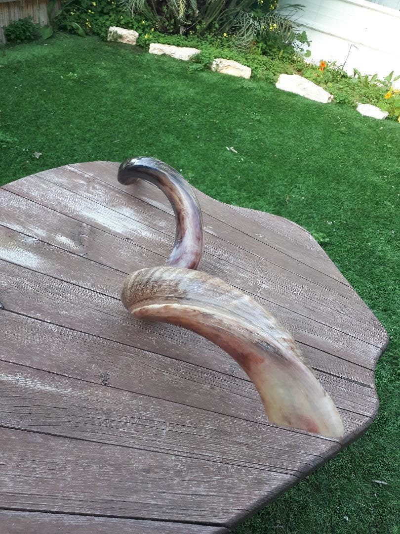 Big Size Shofar Kudu Horn 100-104 Cm Half Polish