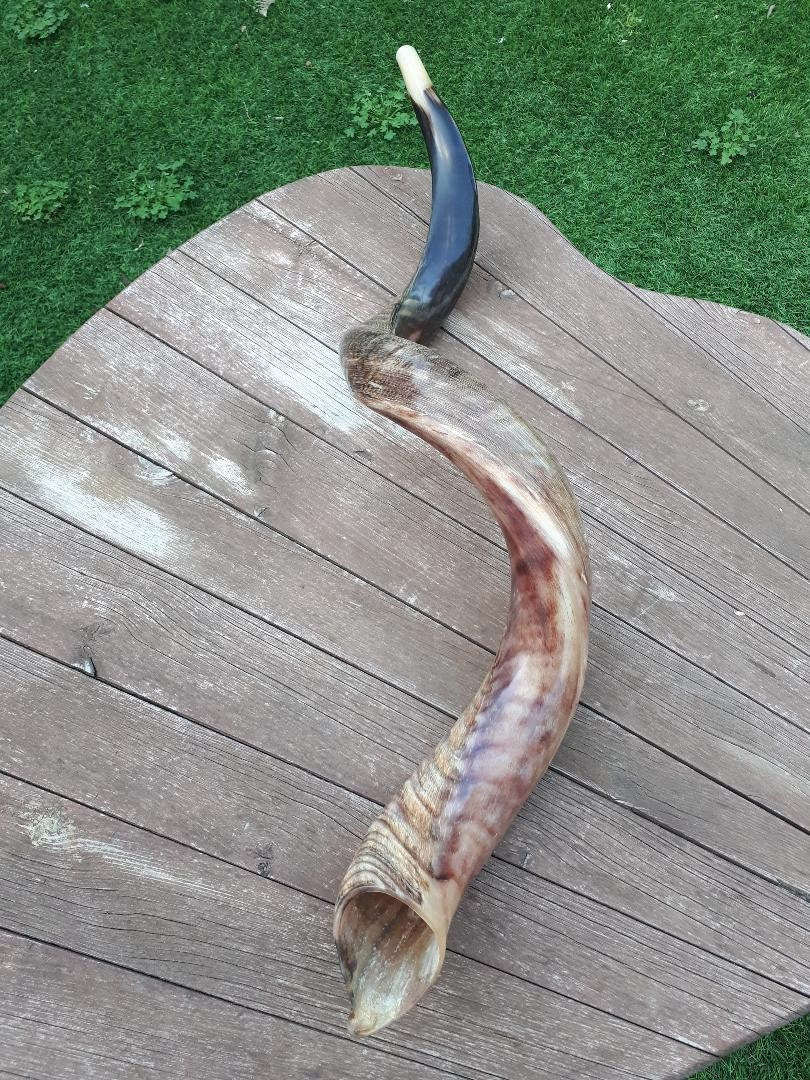 Big Size Shofar Kudu Horn 100-104 Cm Half Polish
