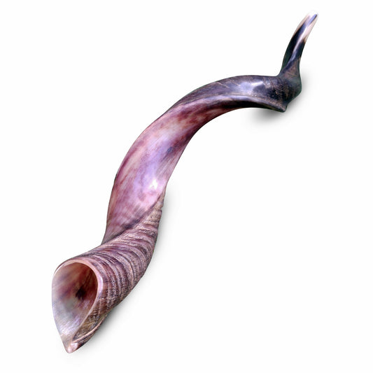 Kudu Horn Yemenite Jewish Shofar 24-28 Inches Great Sound