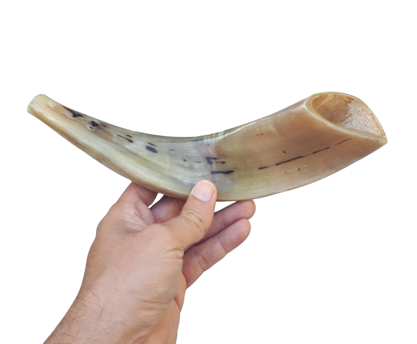 Ram Horn Shofar Trumpet Full Polished 10"-12" Great Sound Clean And Beautiful