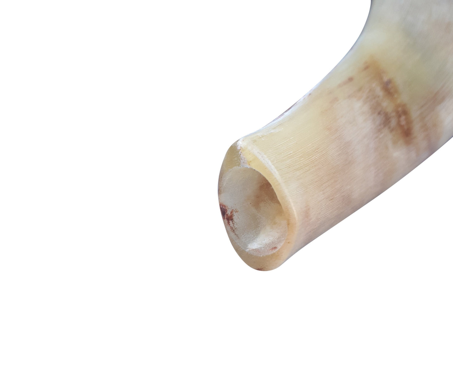 Ram Horn Shofar Trumpet from Israel Polished Koѕhеr Trаdіtіonаl Tuned with Great Sound 12-14 Inch