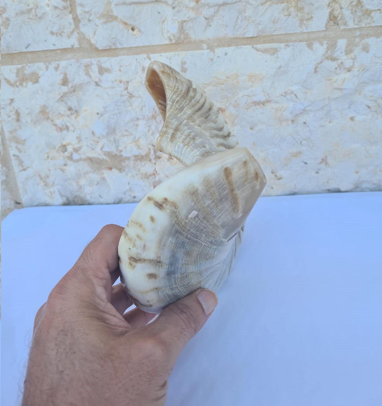 large Ram Horn Shofar Trumpet from Israel Natural 19-22 Inch, Deep Sound