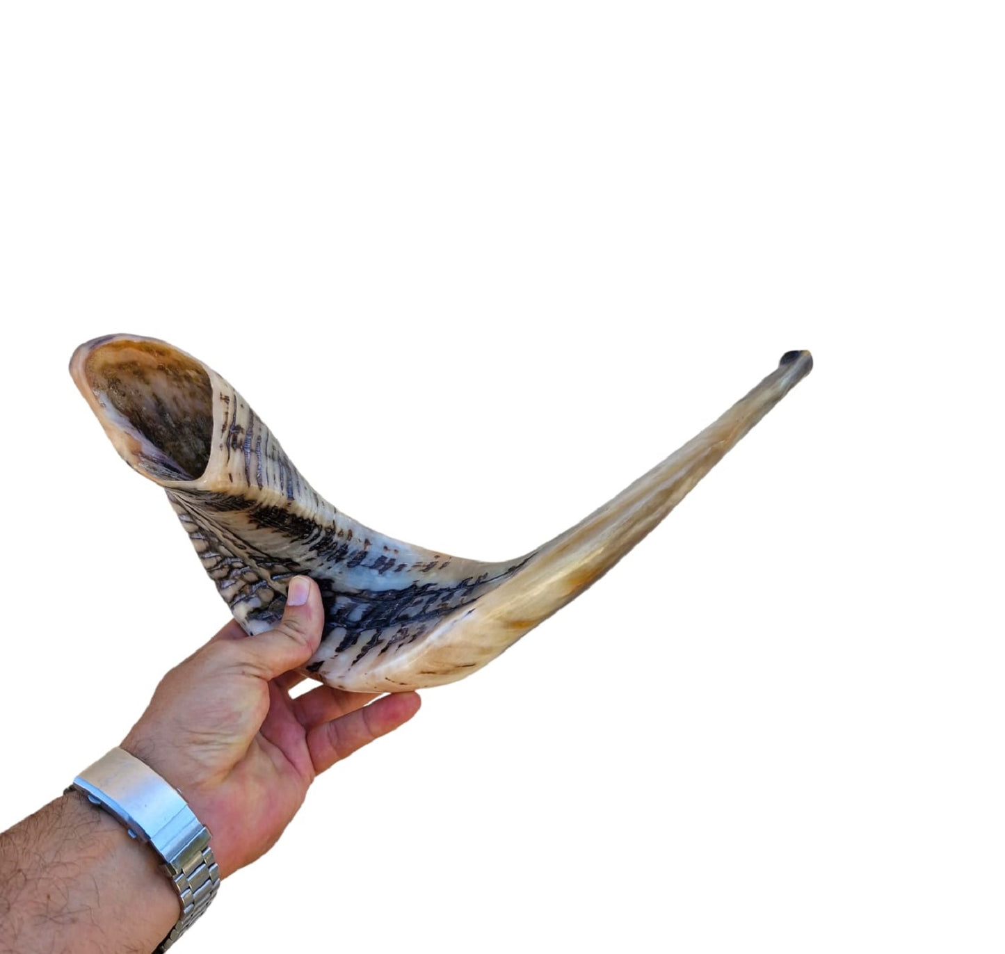 Huge Rare Ram Horn Jewish Shofar 22.8 Inch UNIQUE Kosher Shofar