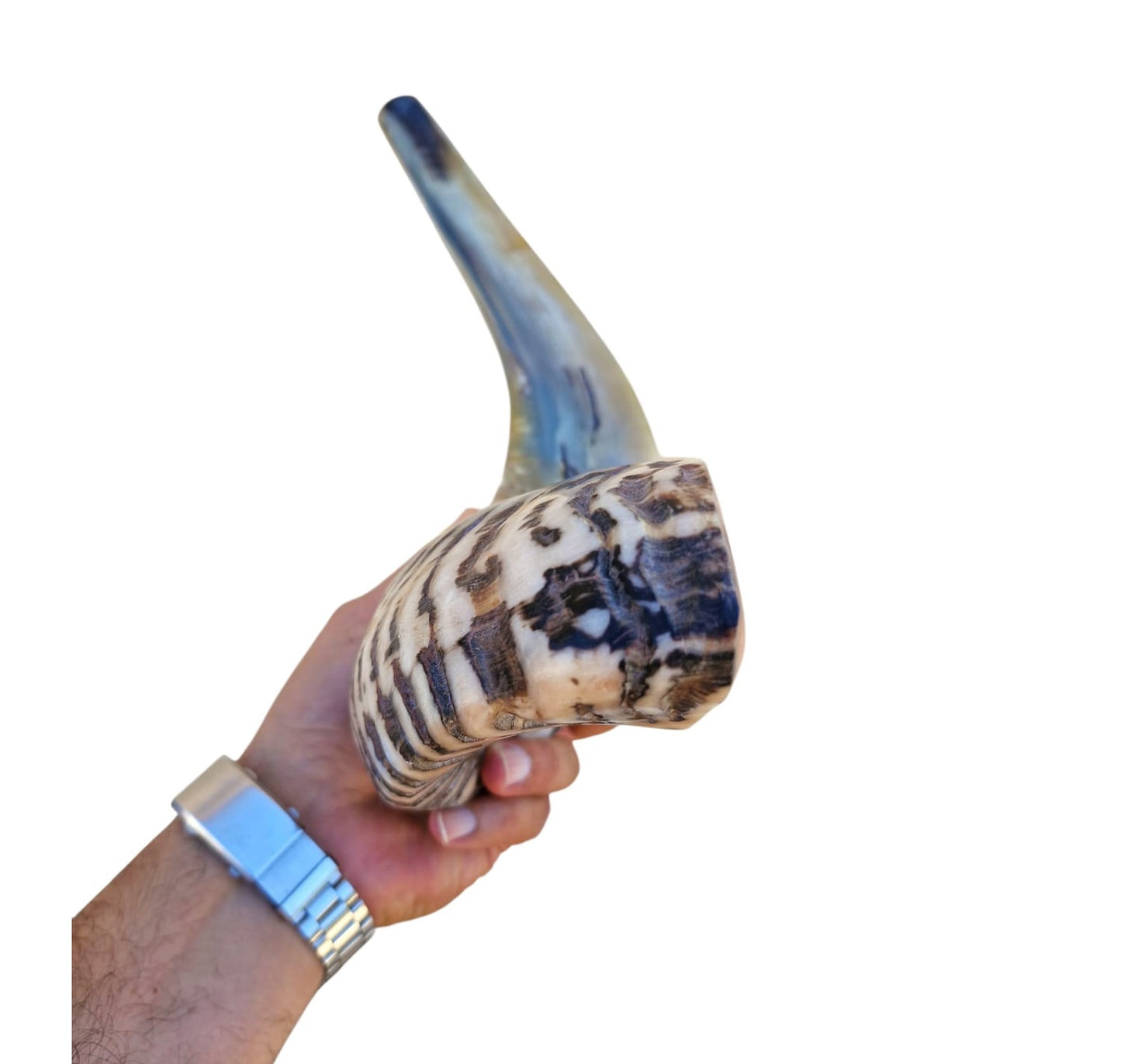 Huge Rare Ram Horn Jewish Shofar 22.8 Inch UNIQUE Kosher Shofar