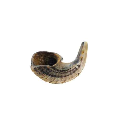 Jewish Shofar Ram Horn 10-12Inch / 25-30 Cm