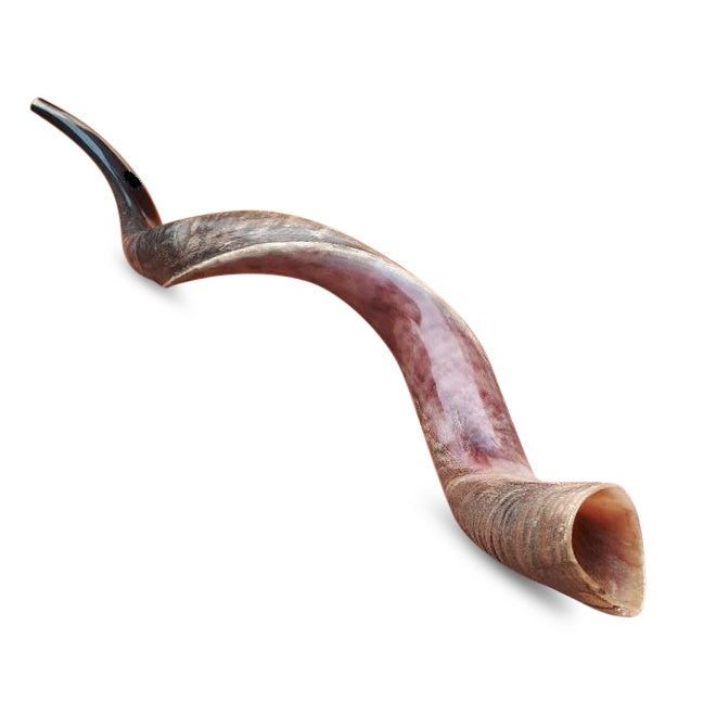 Kudu Horn Shofars