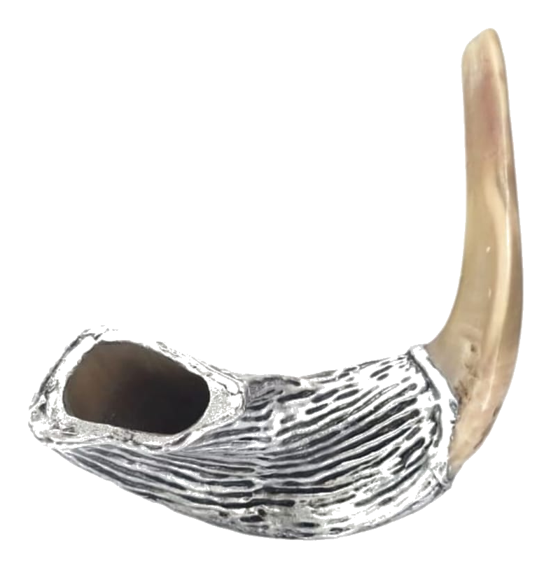 Silver hammered ram horn shofar with natural horn tip, back view