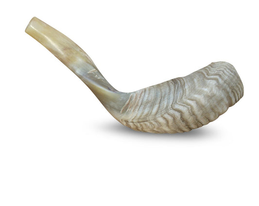 Jewish Blowing Shofar Ram Horn