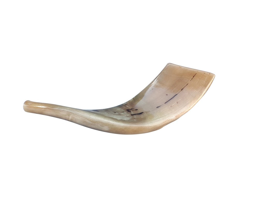 Ram Horn Shofar Trumpet from Israel