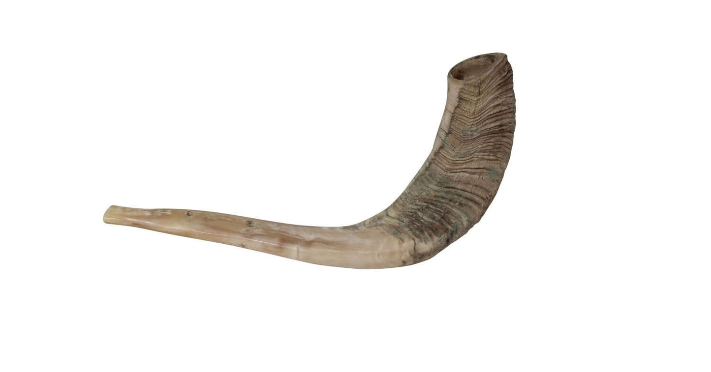 Jewish Shofar Ram Horn 14-16 Inch