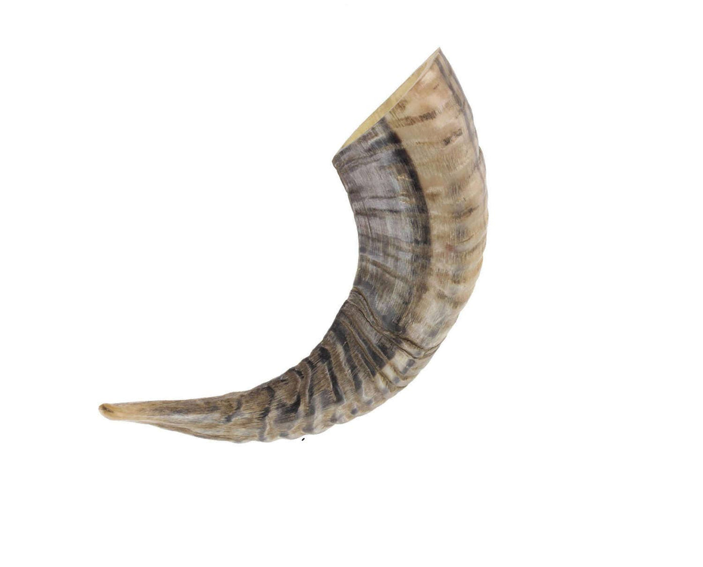 Jewish Shofar Ram Horn 10-12Inch / 25-30 Cm