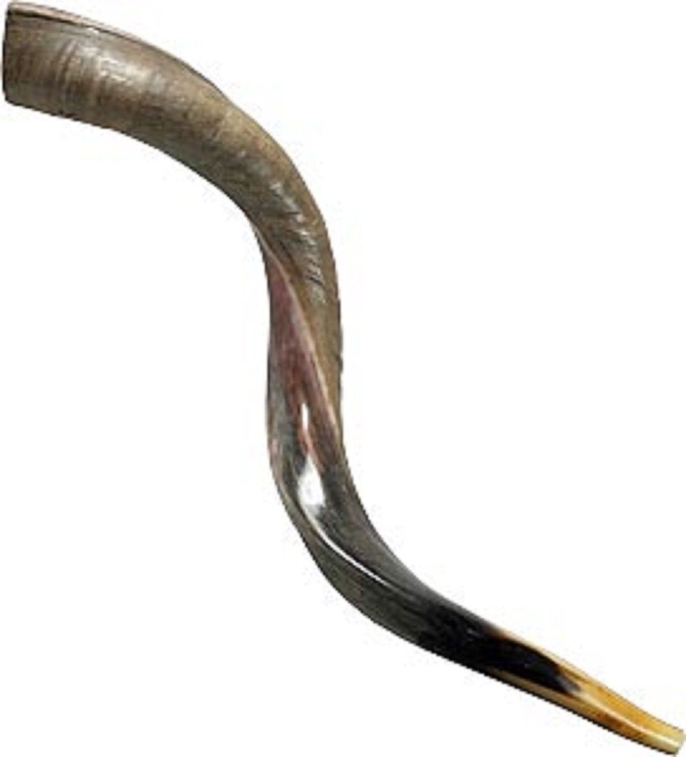 Kudu Horn Yemenite Jewish Shofar 24-28 Inches Great Sound