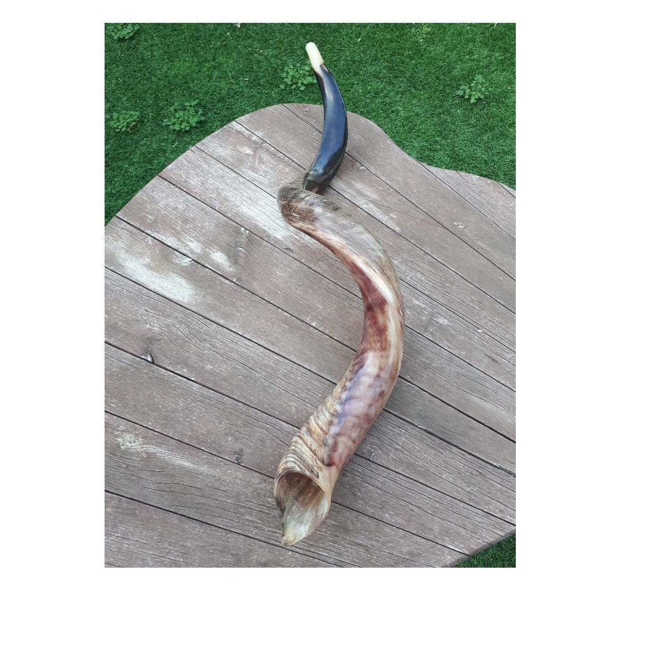 Jewish Shofar Kudu Horn 98-103 Cm (39 Inch - 41  Inch) Half Polish/Natural