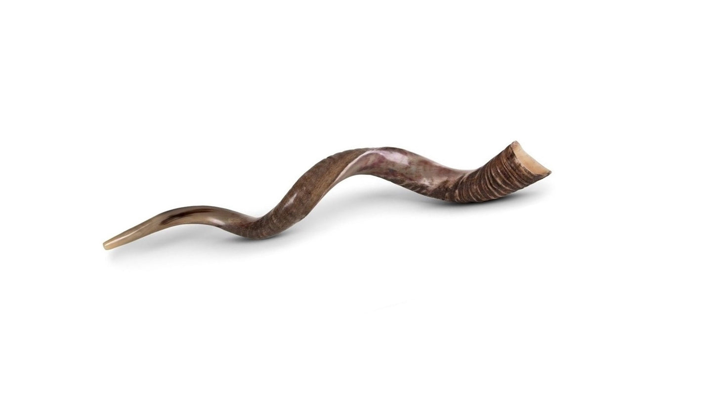 Big Size  Shofar Kudu Horn 100-104 Cm  Half Polish