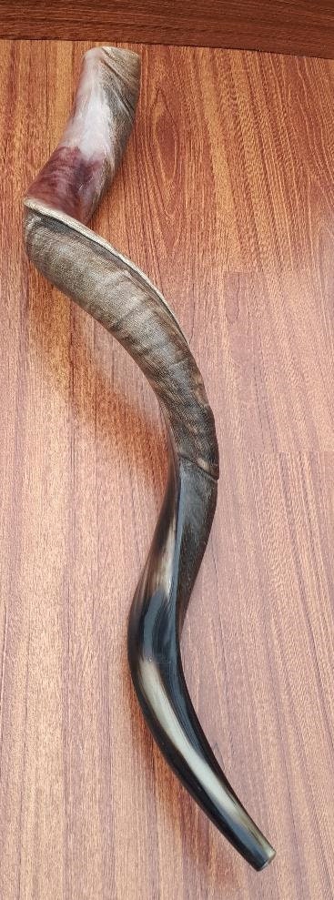 Jewish Shofar Kudu Horn 98-103 Cm (39 Inch - 41  Inch) Half Polish/Natural