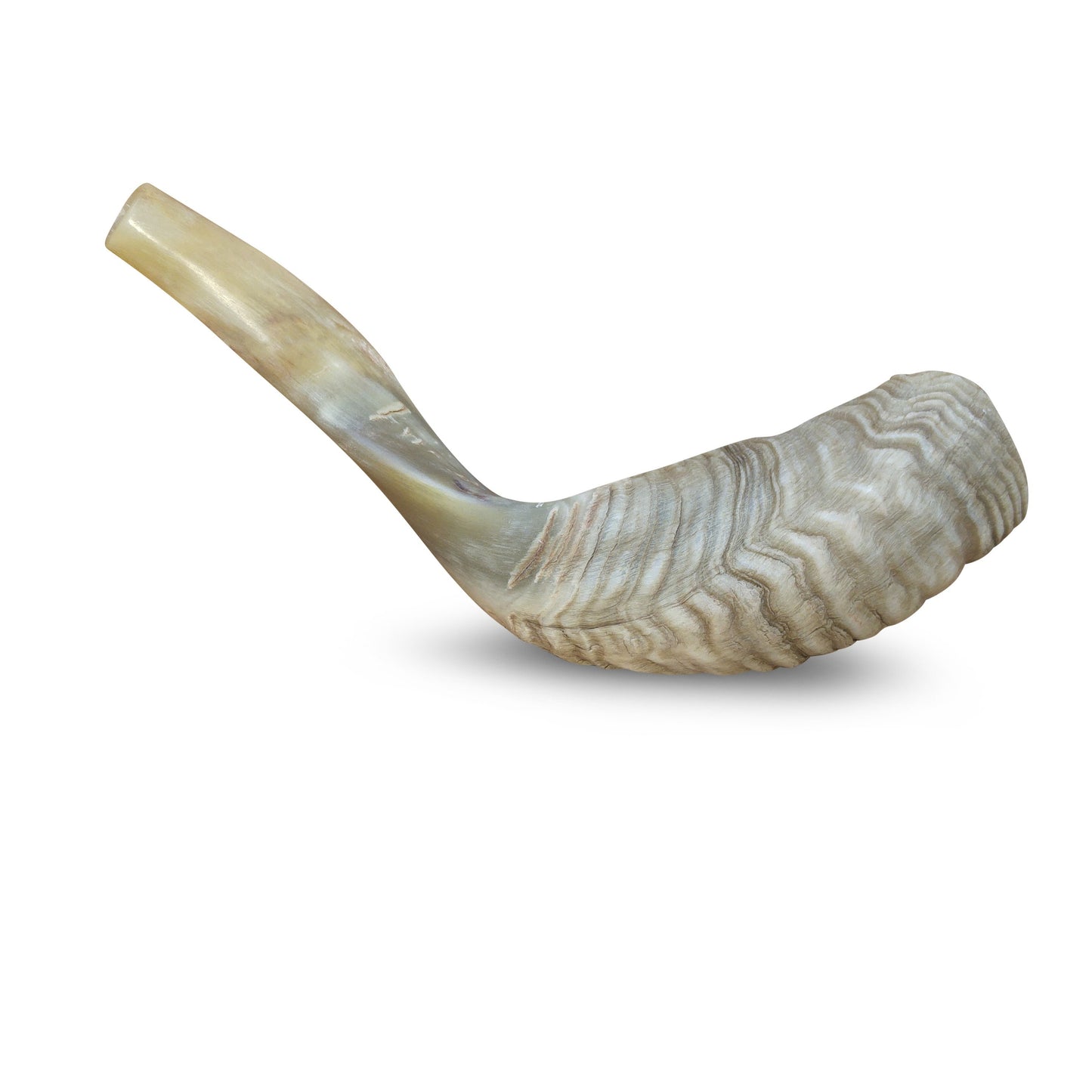 Jewish Blowing Shofar Ram Horn 12-14 Inch