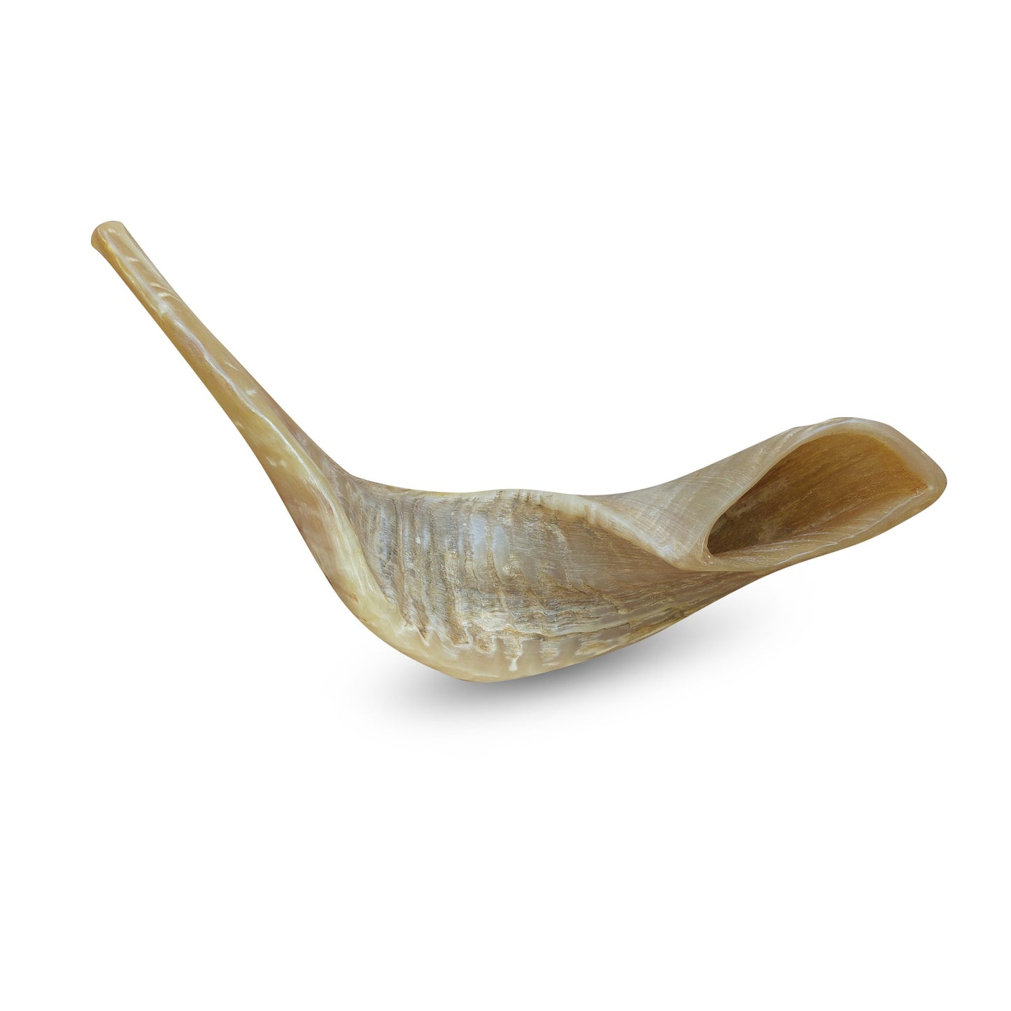 Jewish Shofar Ram Horn 10-12Inch / 25-30 Cm