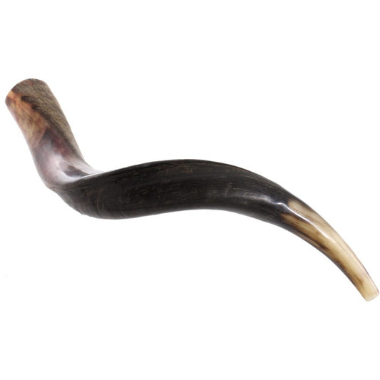 Jewish Shofar Kudu Horn 22 - 24 Inch Half Polished Half Natural