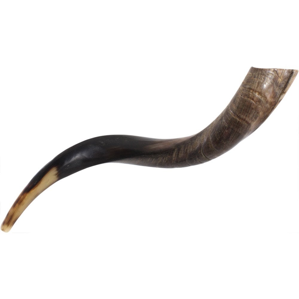 Jewish Shofar Kudu Horn 22 - 24 Inch Half Polished Half Natural