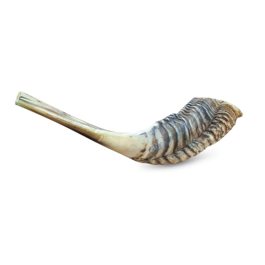 Jewish Shofar Ram Horn 10-12 Inch