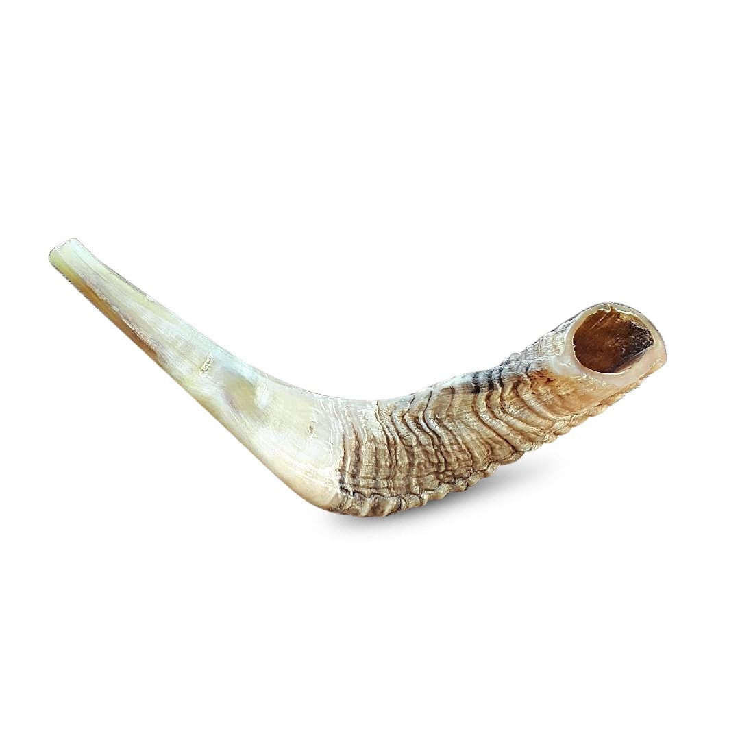 Jewish Shofar Ram Horn 14-16 Inch