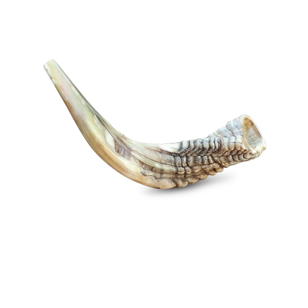 Jewish Shofar Ram Horn 14-16 Inch