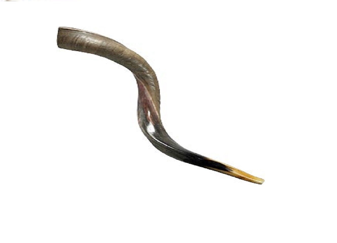 Yemenite Jewish Shofar Kudu Horn 22 - 24 Inch (55-60 Cm)