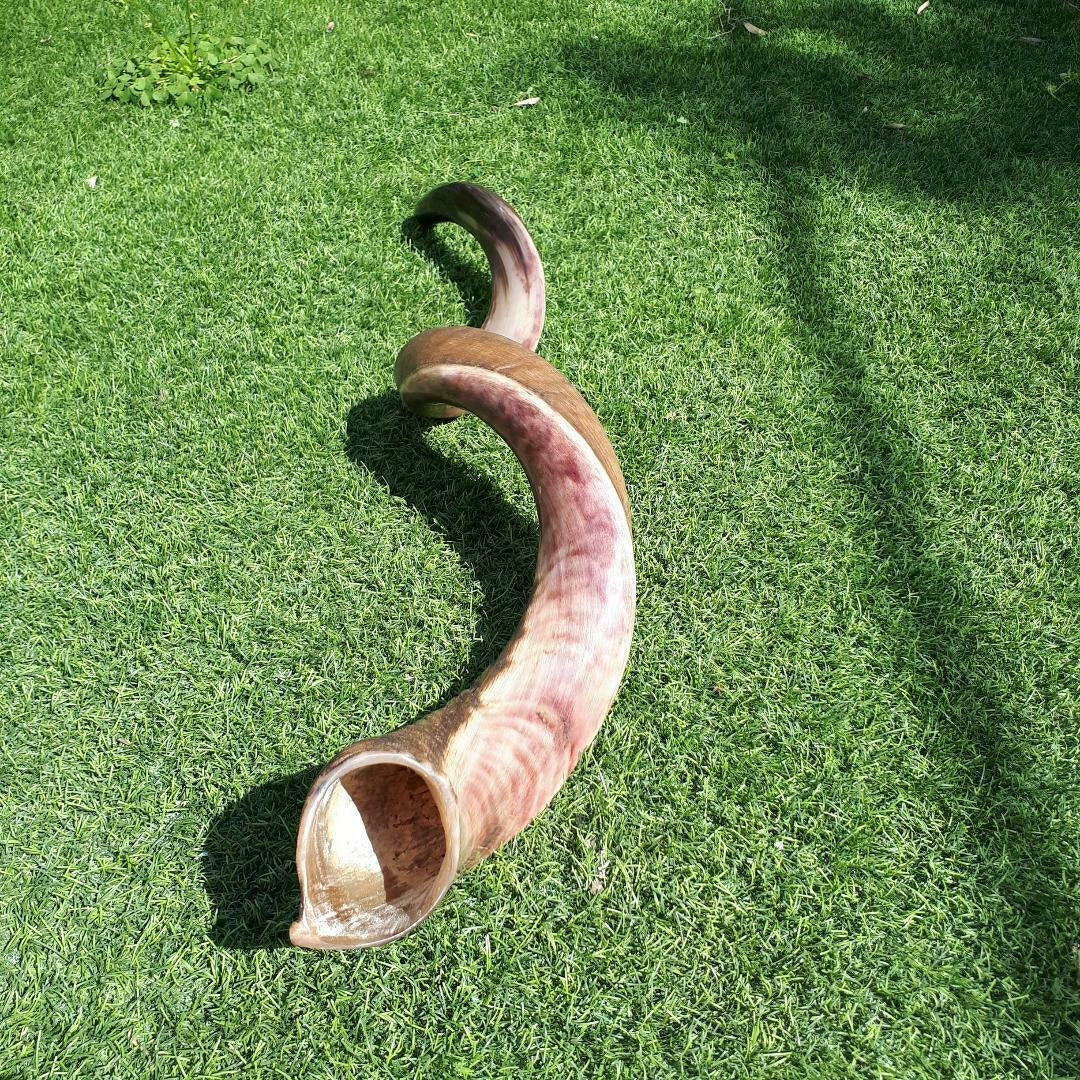 XX Large Jewish Shofar Kudu Horn 116-118 Cm ( 46-47 Inch) Half Polished Half Natural- Beautiful Sound