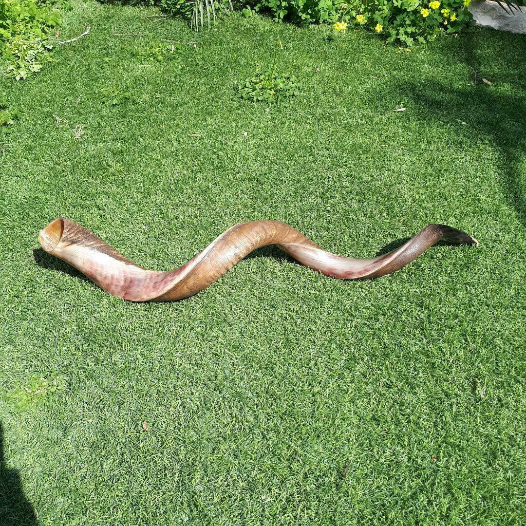 Huge Jewish Shofar Kudu Horn 124-128 Cm / 48-50 Inch half polished half natural Beautiful and Rare Big Shofar Trumpet