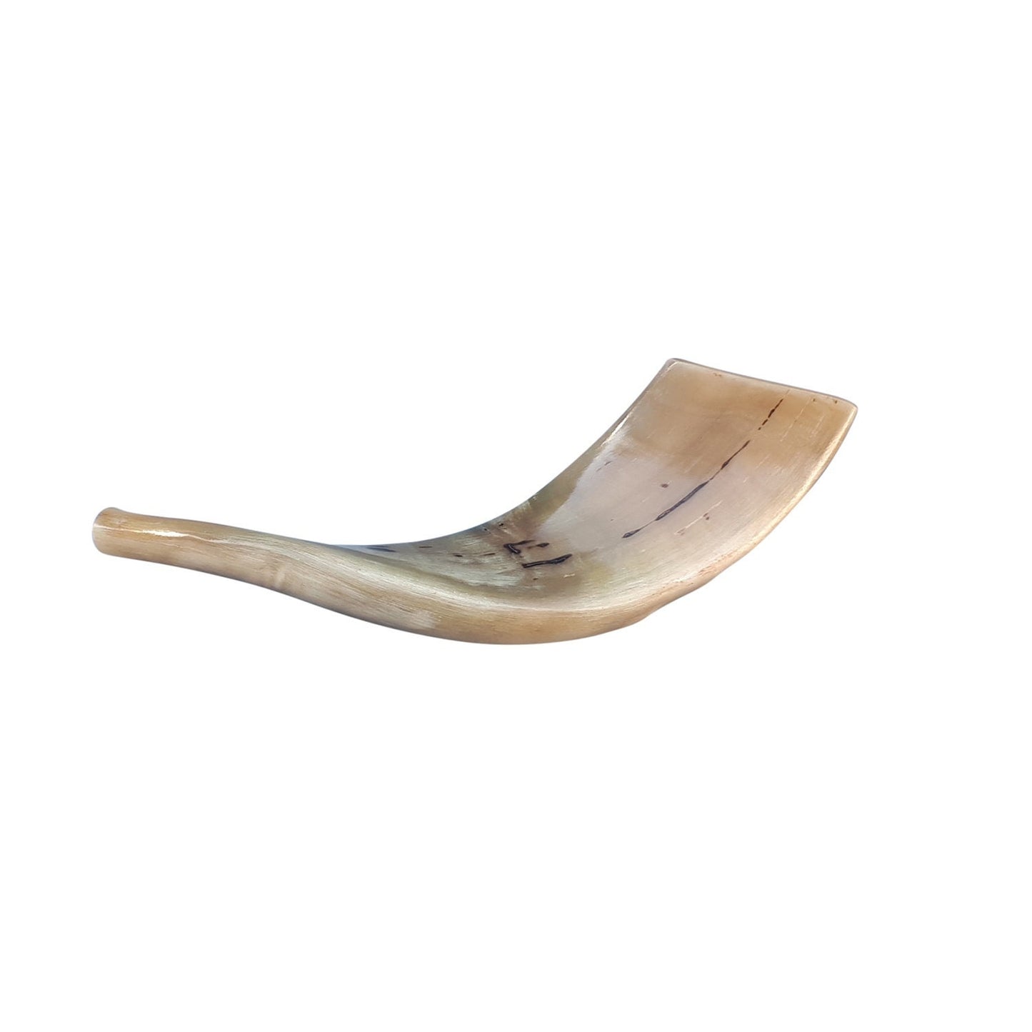 Ram Horn Shofar Trumpet from Israel Polished Koѕhеr Trаdіtіonаl Tuned  with Great Sound  12-14 Inch