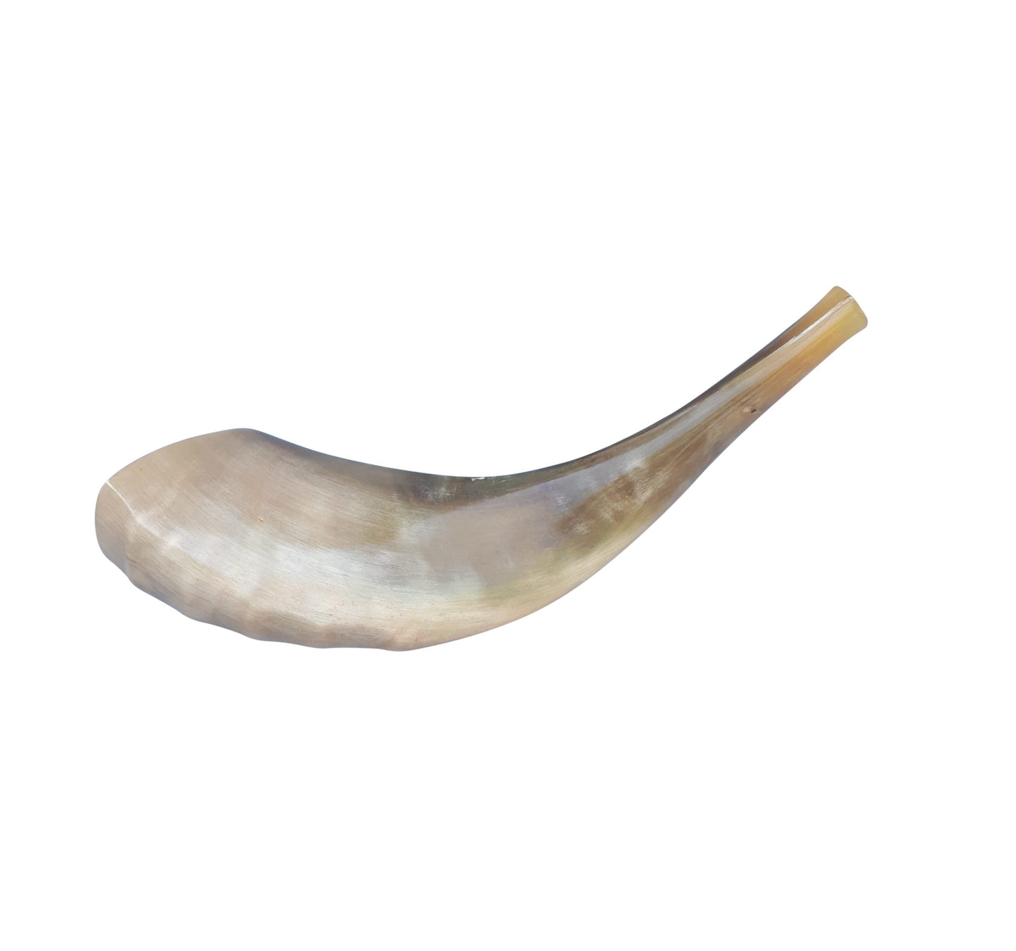 Ram Horn Shofar Trumpet Full Polished  10"-12" Great Sound Clean And Beautiful