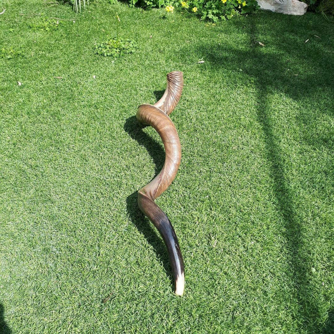 Huge Jewish Shofar Kudu Horn 124-128 Cm / 48-50 Inch half polished half natural Beautiful and Rare Big Shofar Trumpet