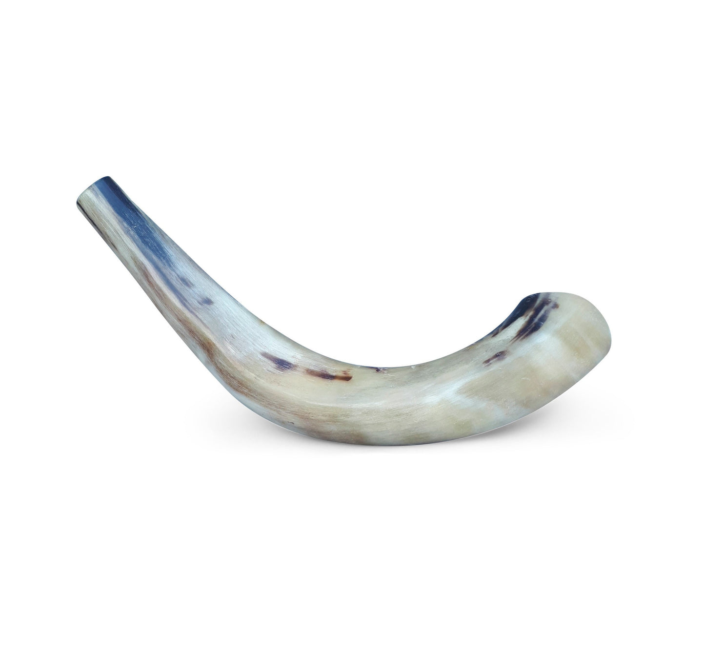 Amen Judaica Ram Horn Shofar  Full Polished  14"-16"  With Bag Great Sound