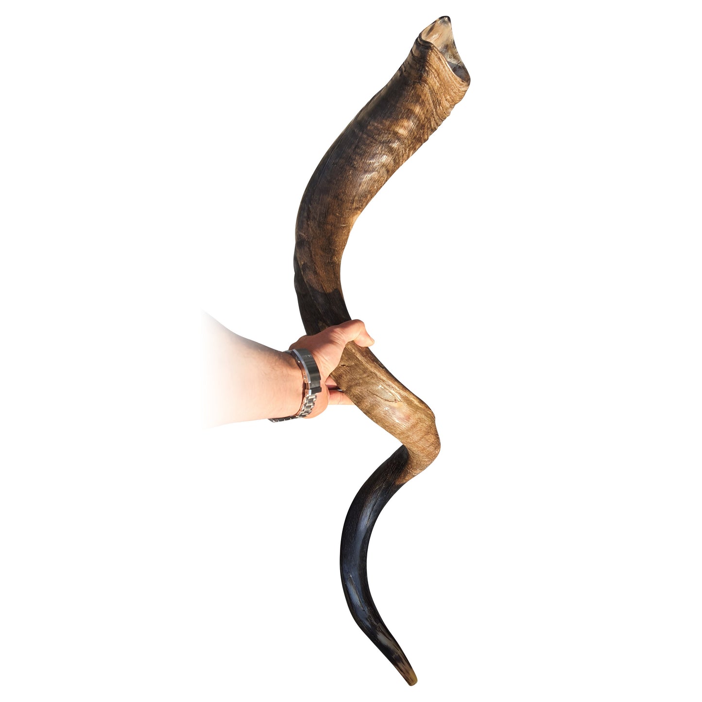 Unique Huge Rare Shofar Kudu Horn 52-53 Inches, Huge Jewish Shofar With Great Sound Full Natural