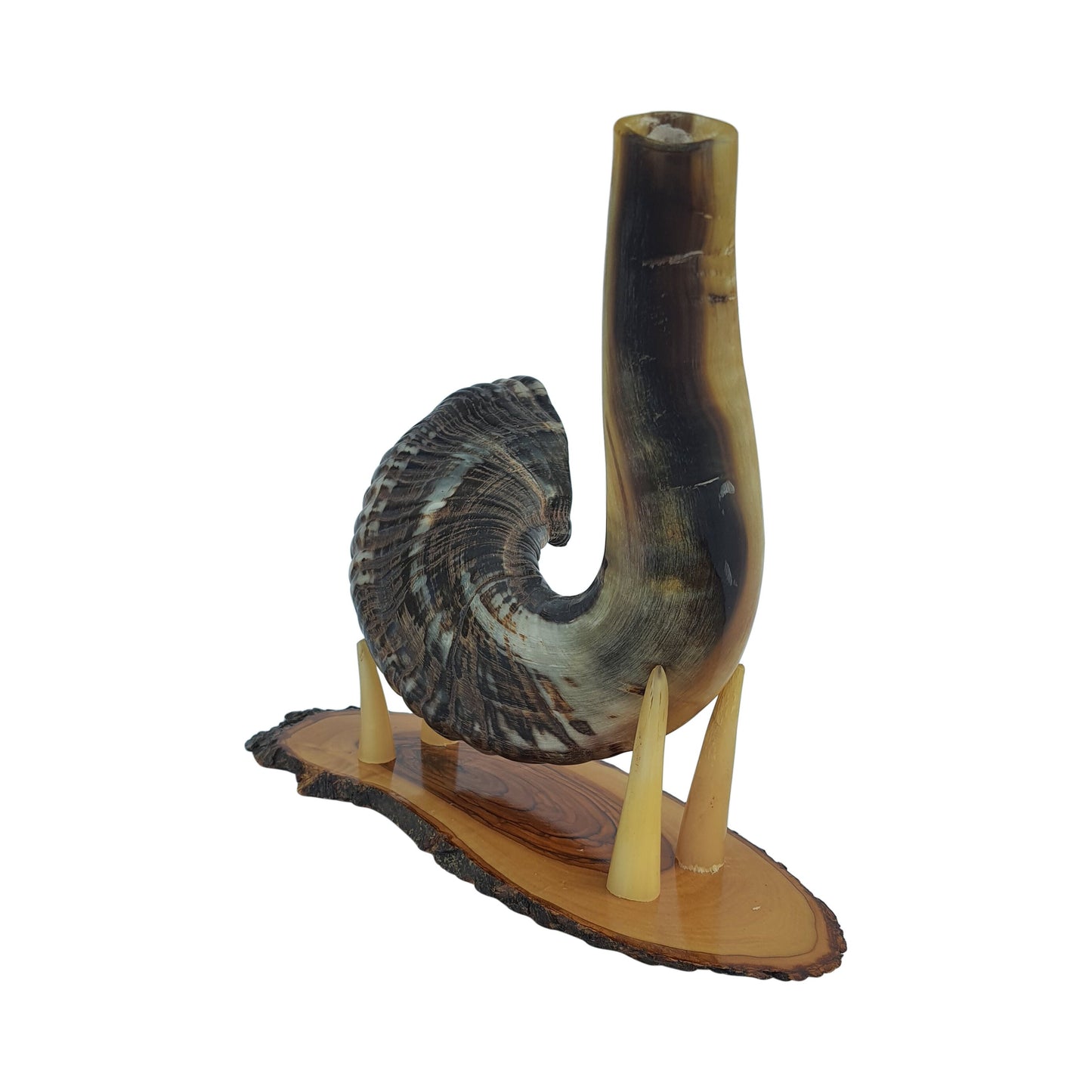 Huge Rare moroccan Jewish Shofar 23-24 Inch + Wood Stand UNIQUE Shofar