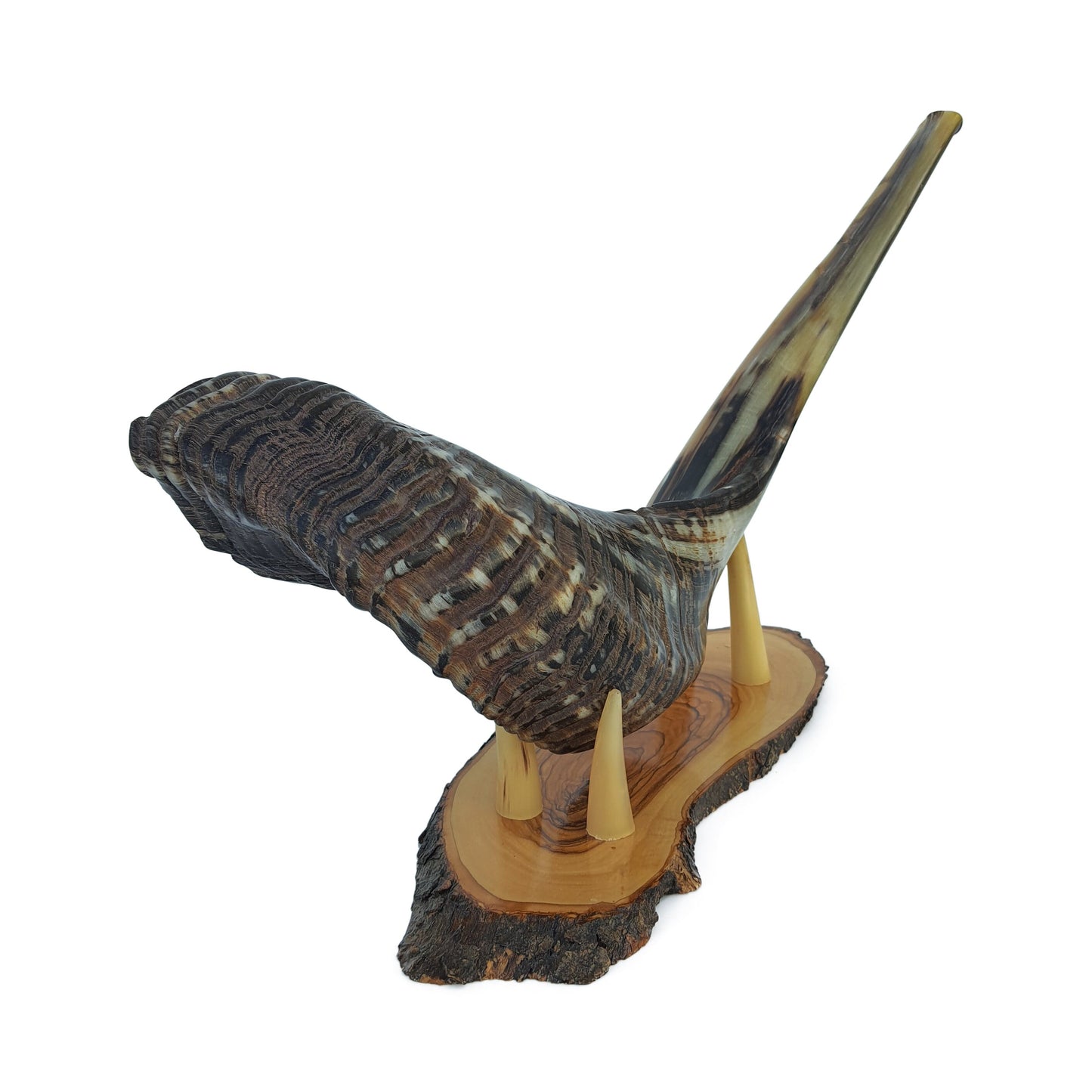 Huge Rare moroccan Jewish Shofar 23-24 Inch + Wood Stand UNIQUE Shofar