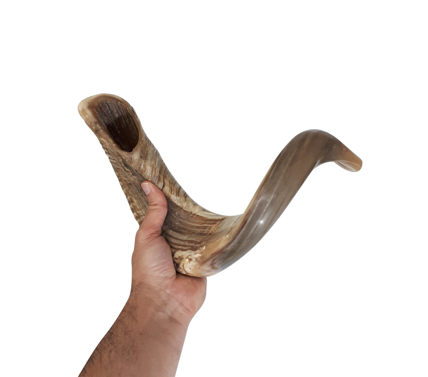 X large Ram Horn Shofar Trumpet from Israel Natural 21-22 Inch, Deep Sound