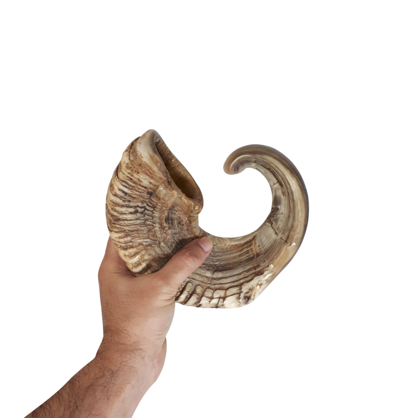 X large Ram Horn Shofar Trumpet from Israel Natural 21-22 Inch, Deep Sound