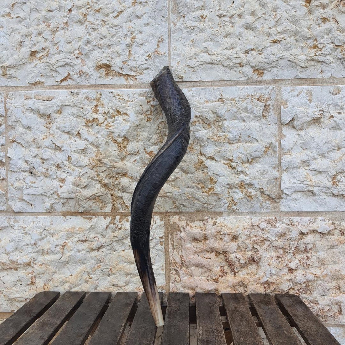 Natural Yemenite Jewish Shofar Kudu Horn 28- 30 Inch (70-75Cm), Made In Israel Wonderful Sound