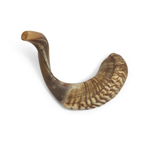 X large Ram Horn Shofar Trumpet from Israel Natural 21-22 Inch, Deep Sound