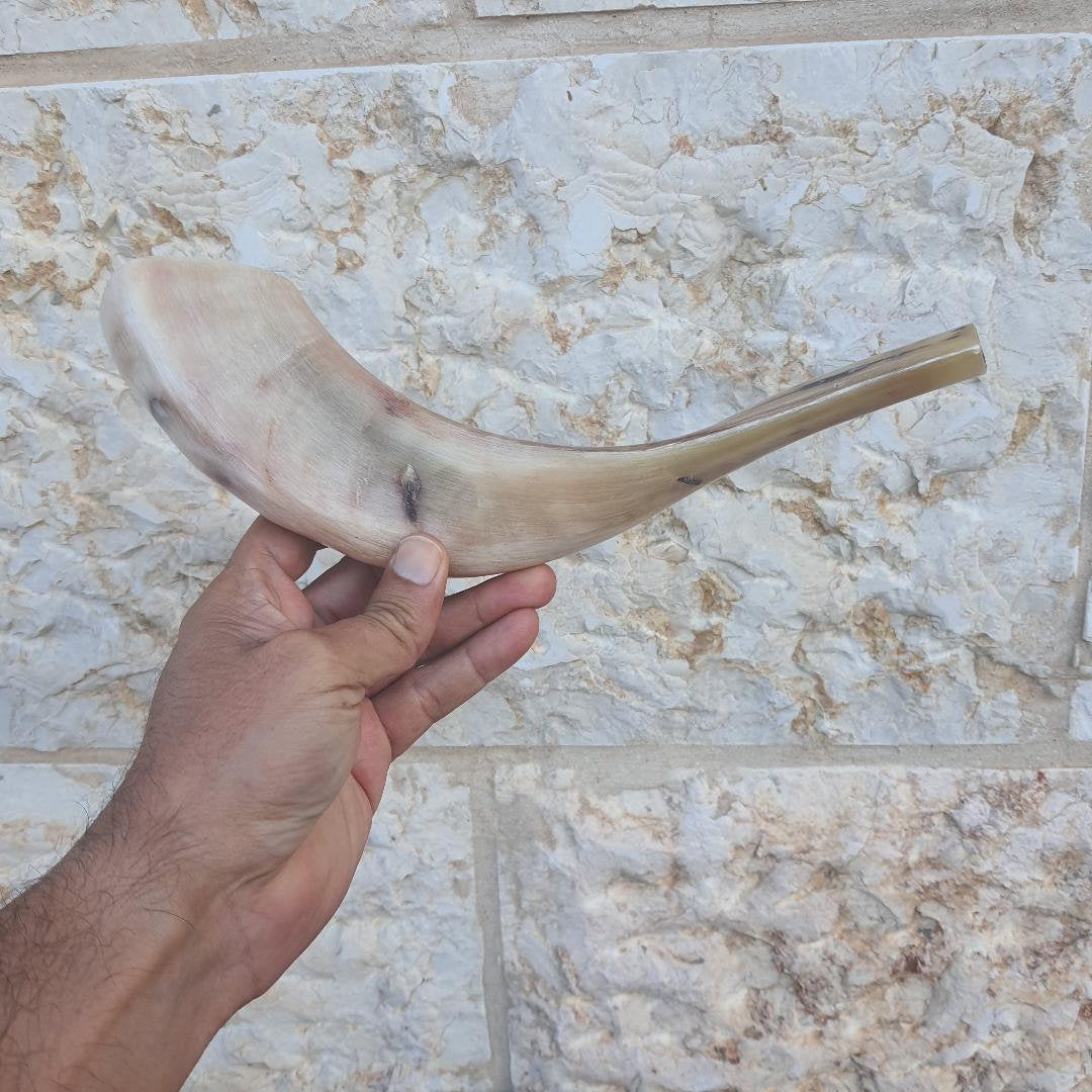 Ram Horn Shofar Trumpet Full Polished  10"-12" Great Sound Clean And Beautiful