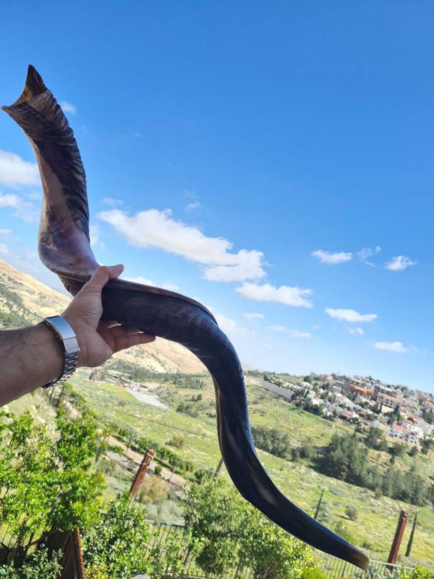 XX Large Jewish Shofar Kudu Horn 116-118 Cm ( 46-47 Inch) Half Polished Half Natural- Beautiful Sound