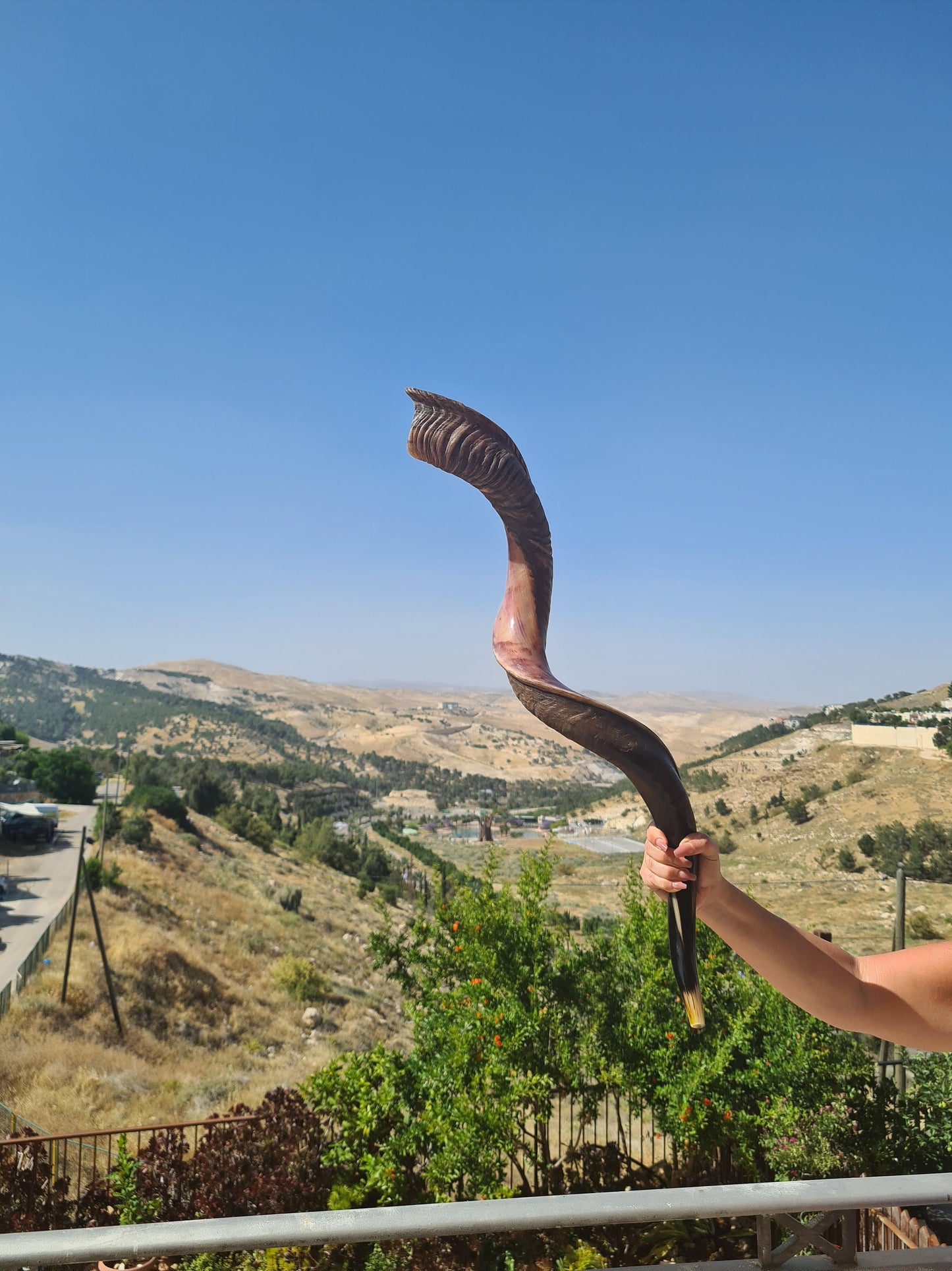 XX Large Jewish Shofar Kudu Horn 116-118 Cm ( 46-47 Inch) Half Polished Half Natural- Beautiful Sound