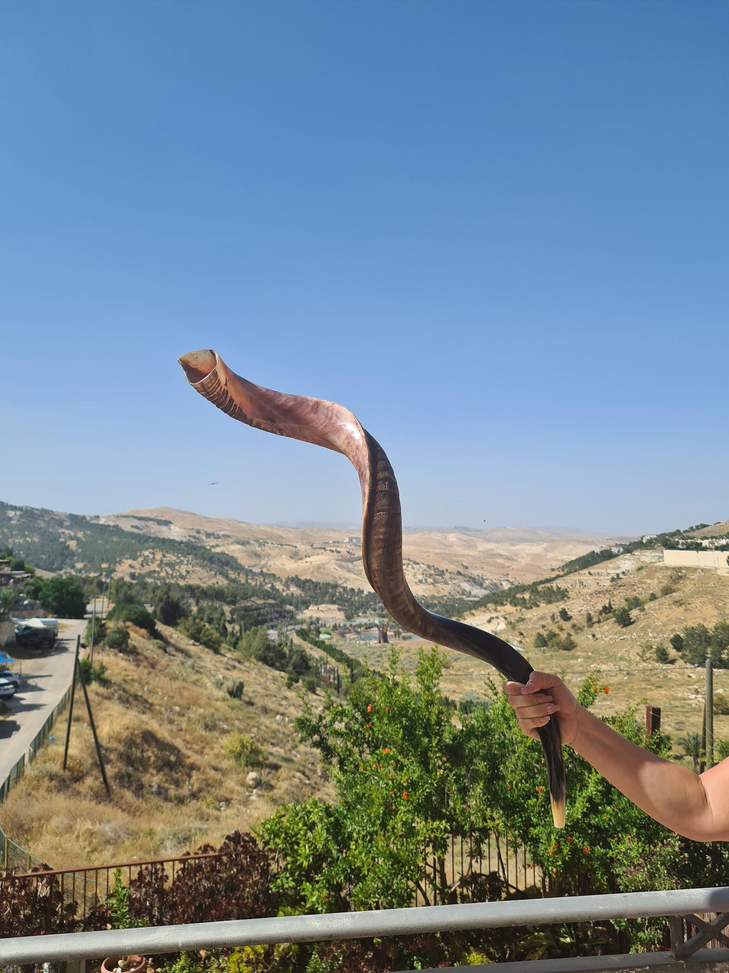 Huge Jewish Shofar Kudu Horn 124-128 Cm / 48-50 Inch half polished half natural Beautiful and Rare Big Shofar Trumpet