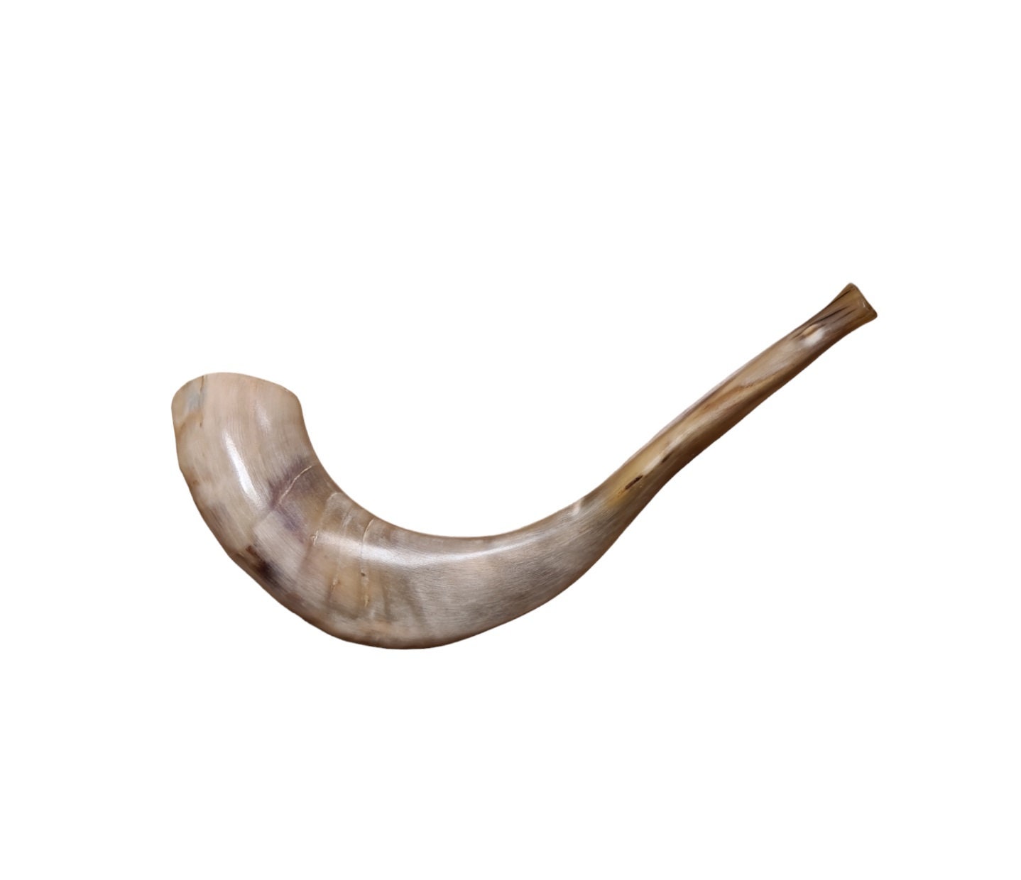 Ram Horn Shofar Trumpet from Israel Polished Koshеr Trаditonаl shofar with Great Sound  15-16 Inch