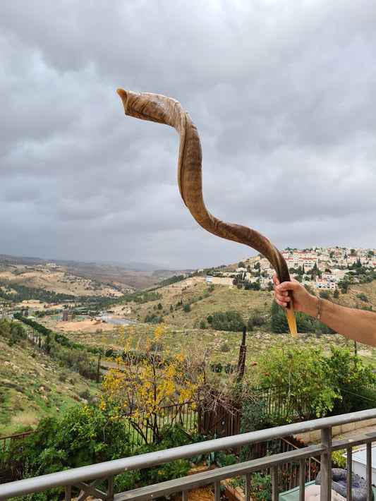 Unique Huge Rare Shofar Kudu Horn 52-53 Inches, Huge Jewish Shofar With Great Sound Full Natural