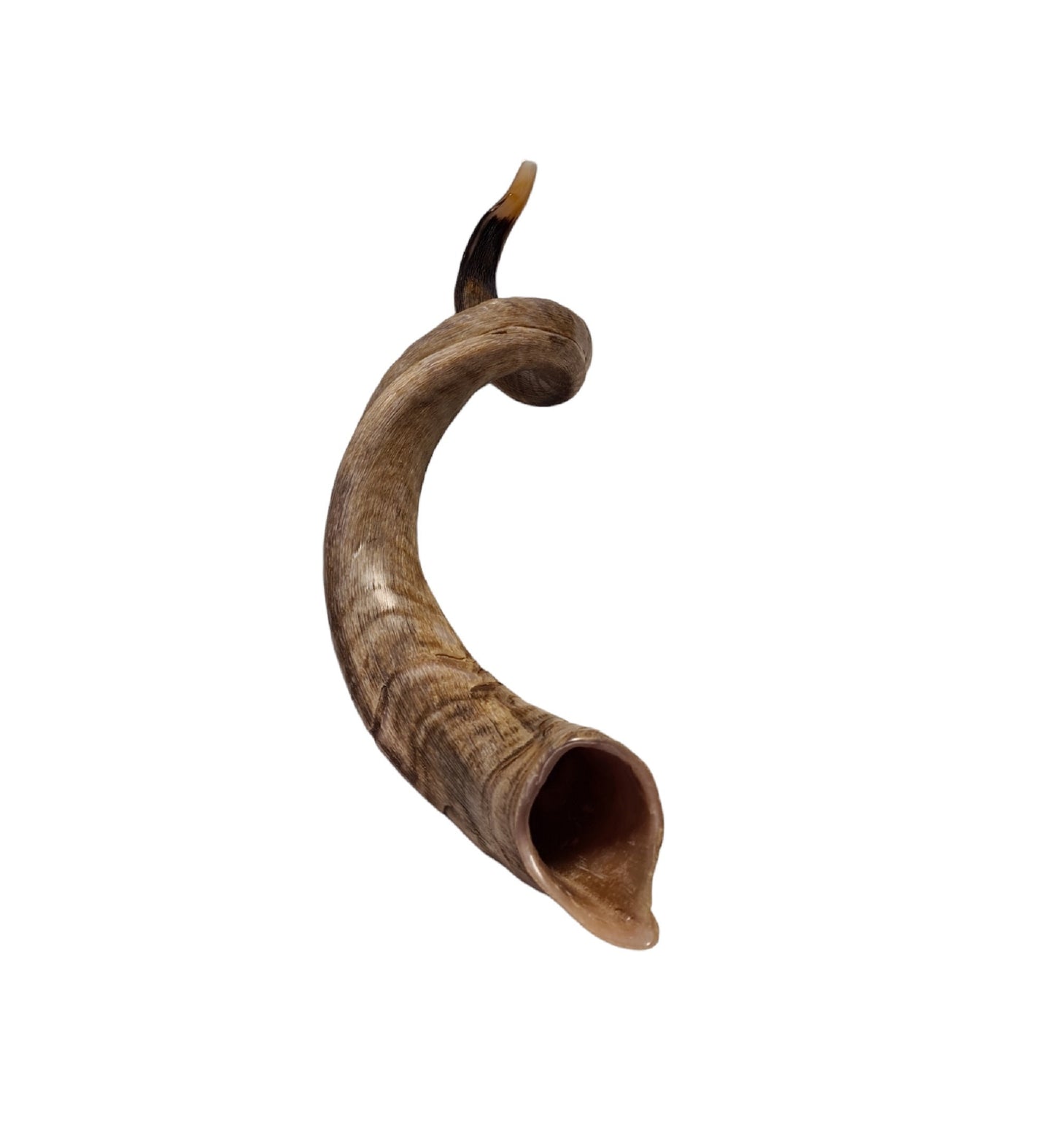 Unique Huge Rare Shofar Kudu Horn 52-53 Inches, Huge Jewish Shofar With Great Sound Full Natural