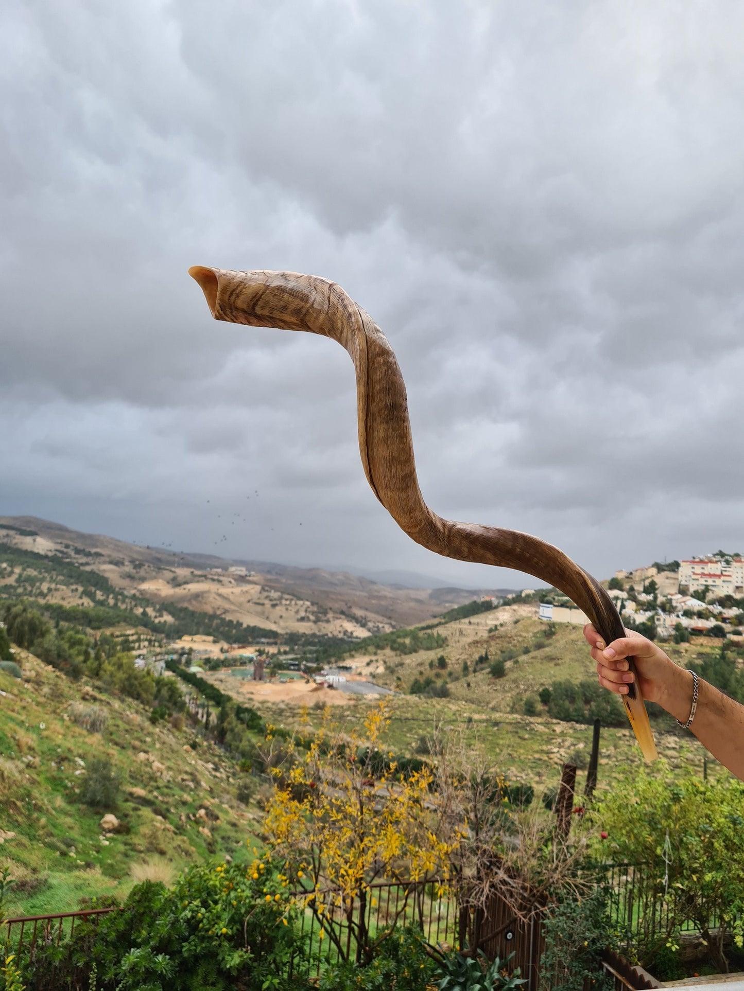 Unique Huge Rare Shofar Kudu Horn 52-53 Inches, Huge Jewish Shofar With Great Sound Full Natural